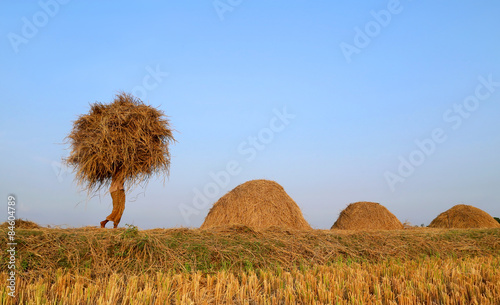 Bangladeshi people carries  newly harvested paddy photo