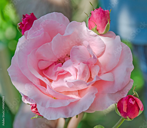 Fototapeta Naklejka Na Ścianę i Meble -  Pink roses flowers, close up, isolated