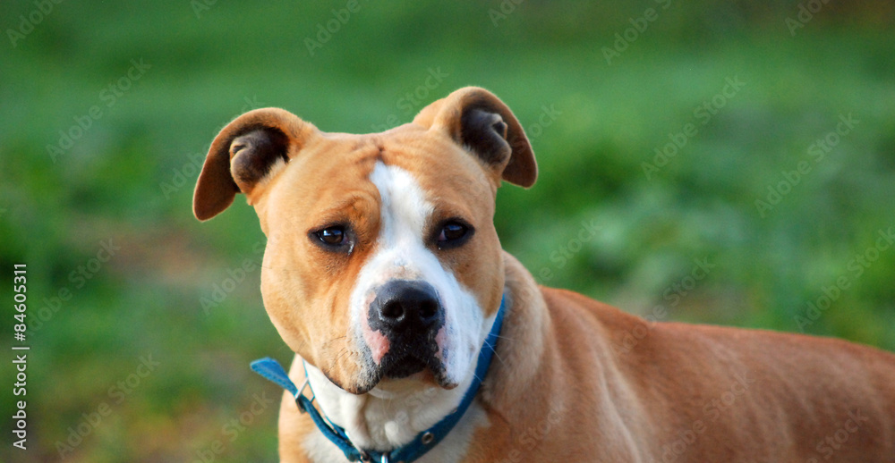 American Staffordshire Terrier, close-up, on  nature green background