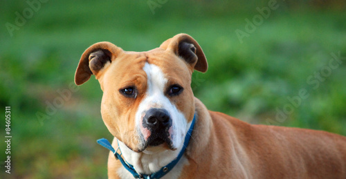 American Staffordshire Terrier, close-up, on nature green background