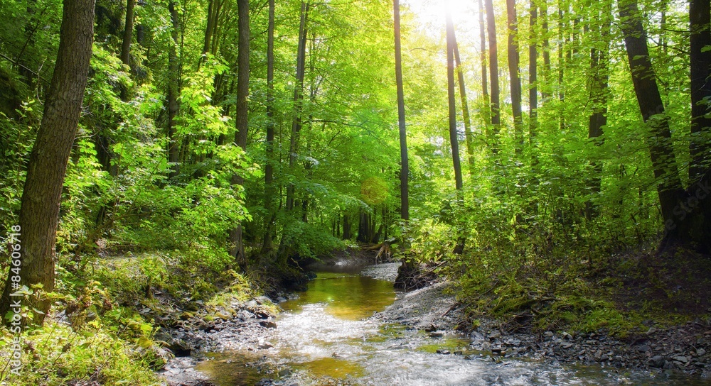 Fototapeta premium Forest creek