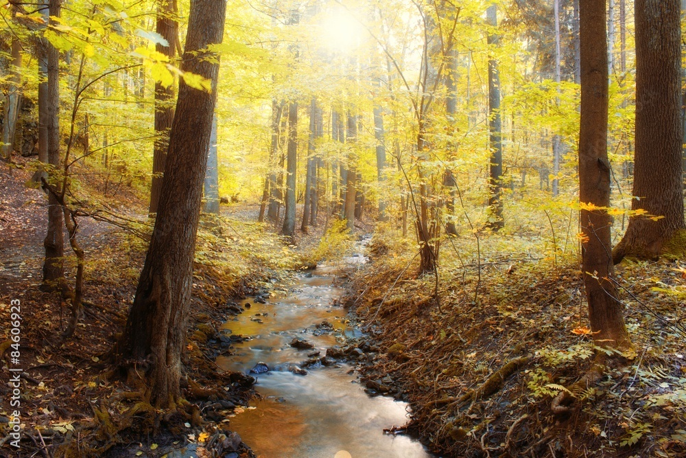 Fototapeta premium Forest stream