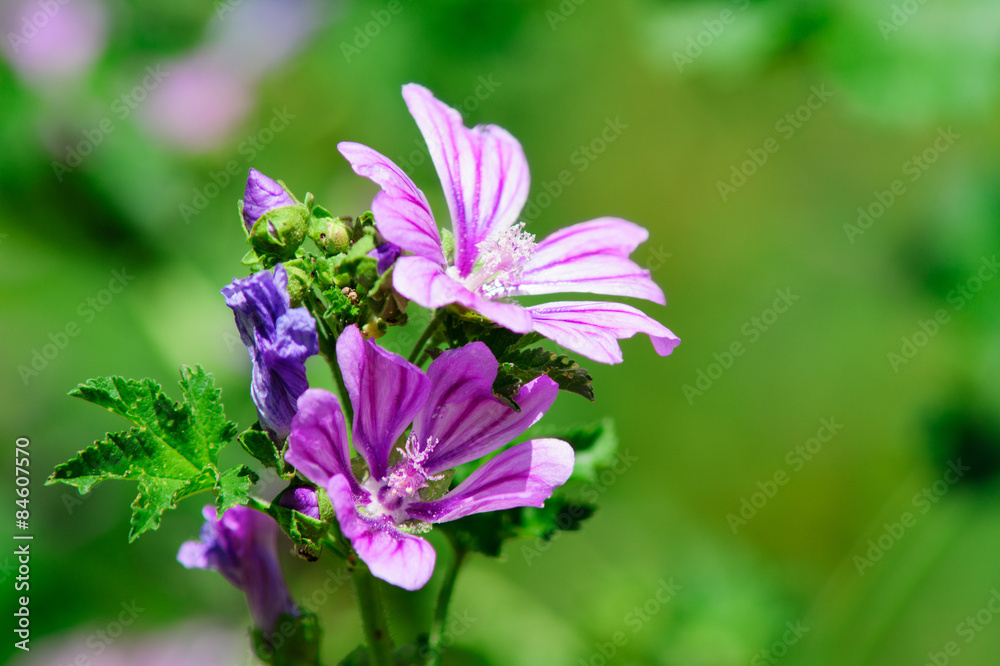 Fiore viola su prato, sfondo verde prato, giardino