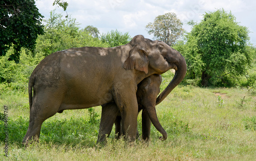 Wild Elephant In Yala National Park  Sri Lanka