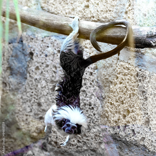 Monkey titi cotton-top tamarin photo