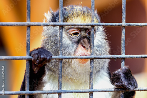 Monkey looking through zoo cell © xmagics