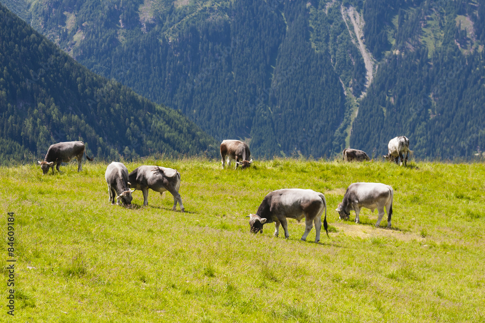 Fototapeta premium Cows in Mountain Landscape