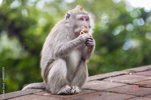 Portrait of monkey eating banana in monkey forest, Bali