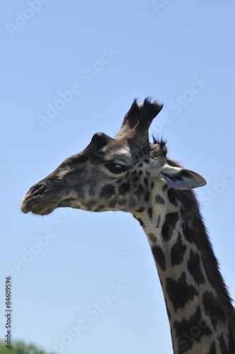głowa żyrafy © npls