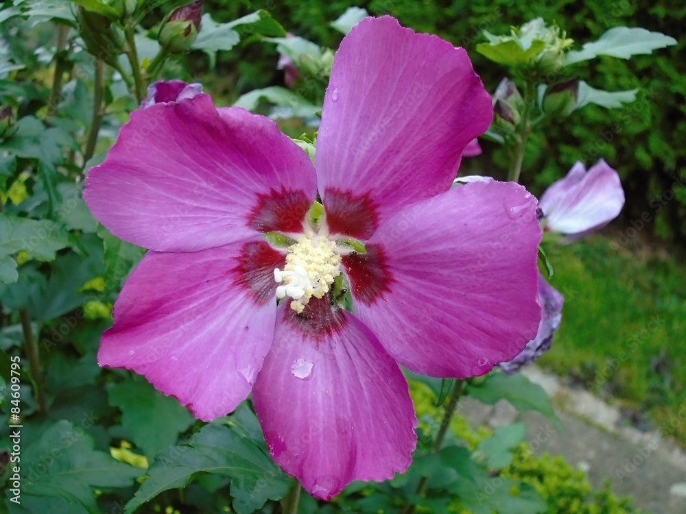 Hibiscus in the garden - macro