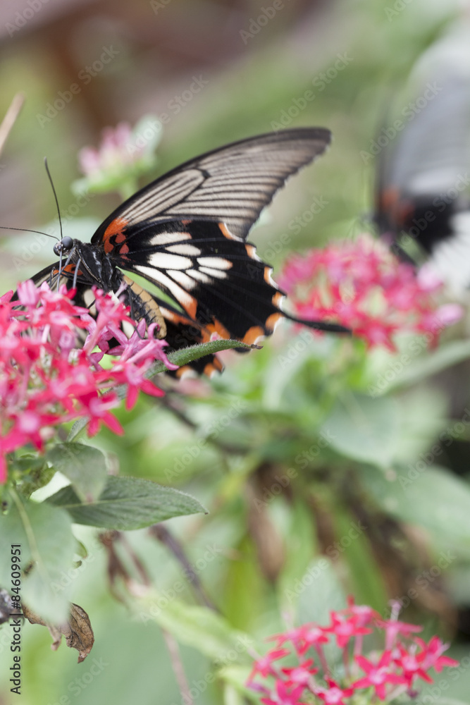 Fototapeta premium butterfly on the flower