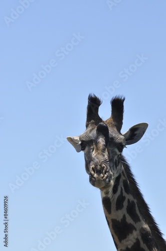 głowa żyrafy © npls