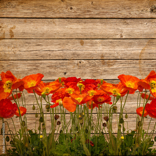 Aged background with line of poppies on the wood.
