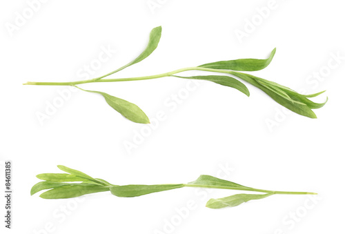 Tarragon perennial aromatic culinary herb