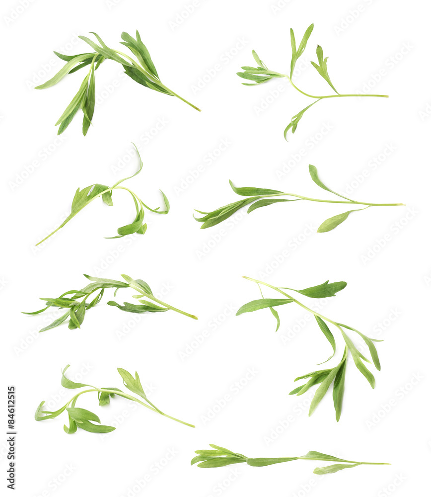 Tarragon perennial aromatic culinary herb Tarragon perennial aromatic culinary herb