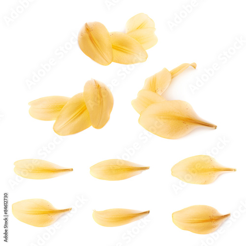 Yellow royal trinity lily petal leaves isolated