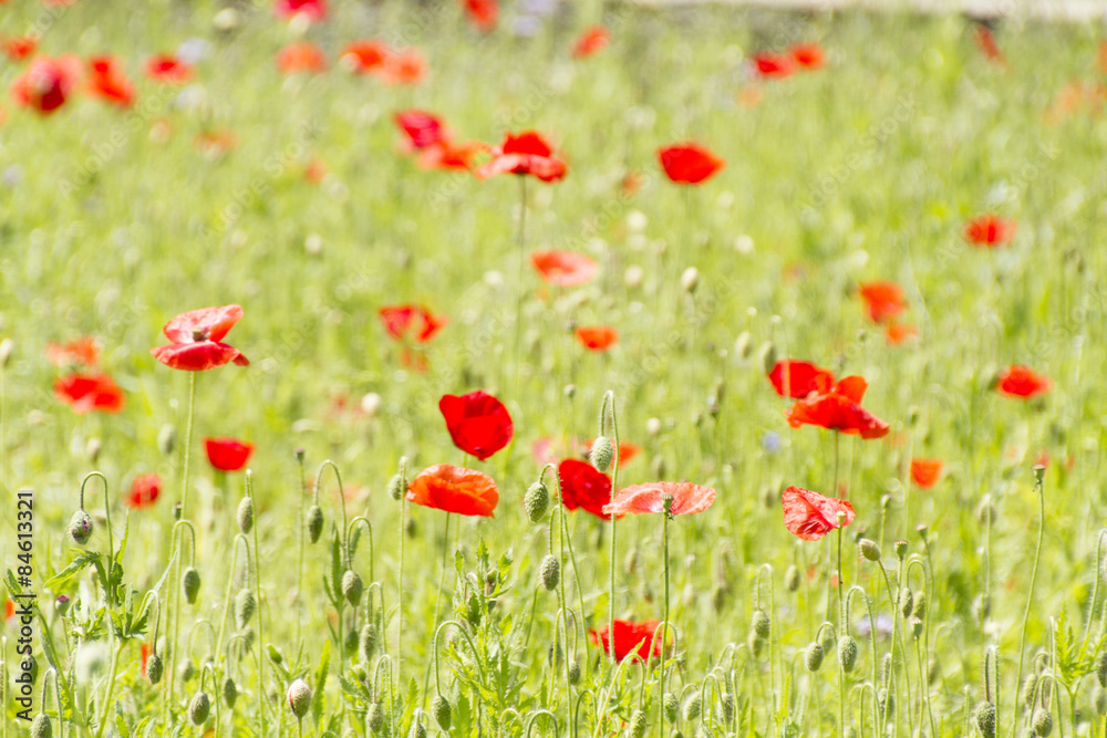 Fototapeta premium campo di papaveri