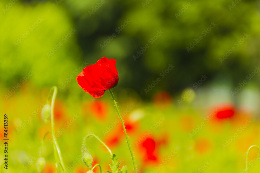 Obraz premium campo di papaveri