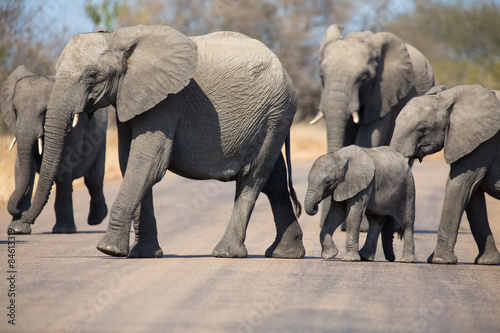 Breeding herd of elephant with small calf cross tar road