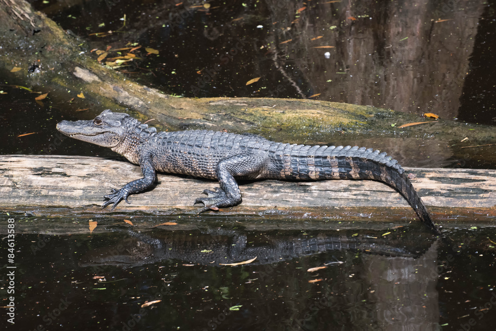Alligator lying in the middle of the swamp