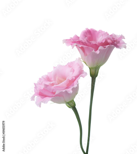 Two pink flowers of eustoma isolated on white.