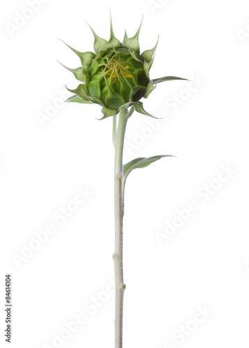 Fototapeta Naklejka Na Ścianę i Meble -  Bud  of sunflower isolated on a white background