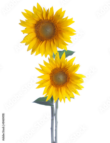 Two Sunflowers isolated on a white background.