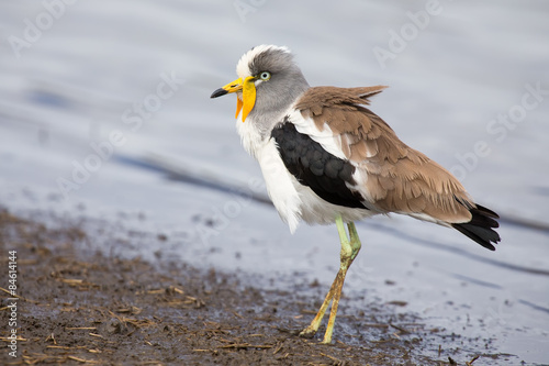 White crowned lapwing forage for insects along shore of a lake