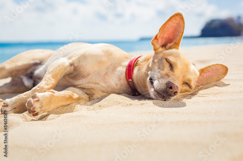 Fototapeta Naklejka Na Ścianę i Meble -  relaxing dog on the beach
