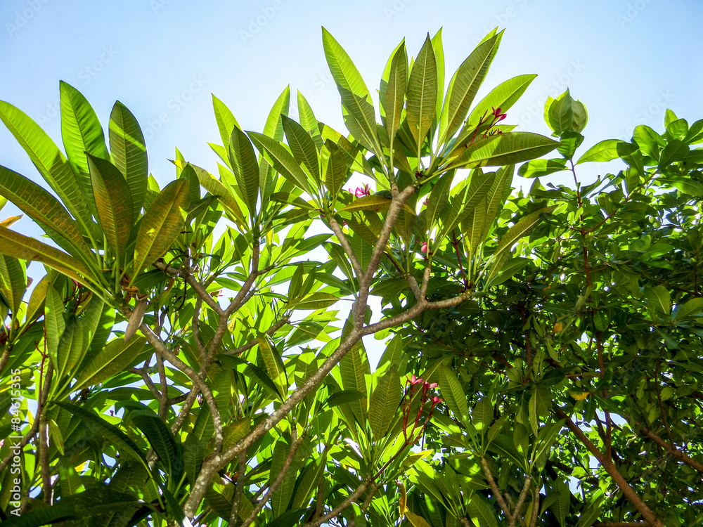 Plant and blue sky background Plant and blue sky background