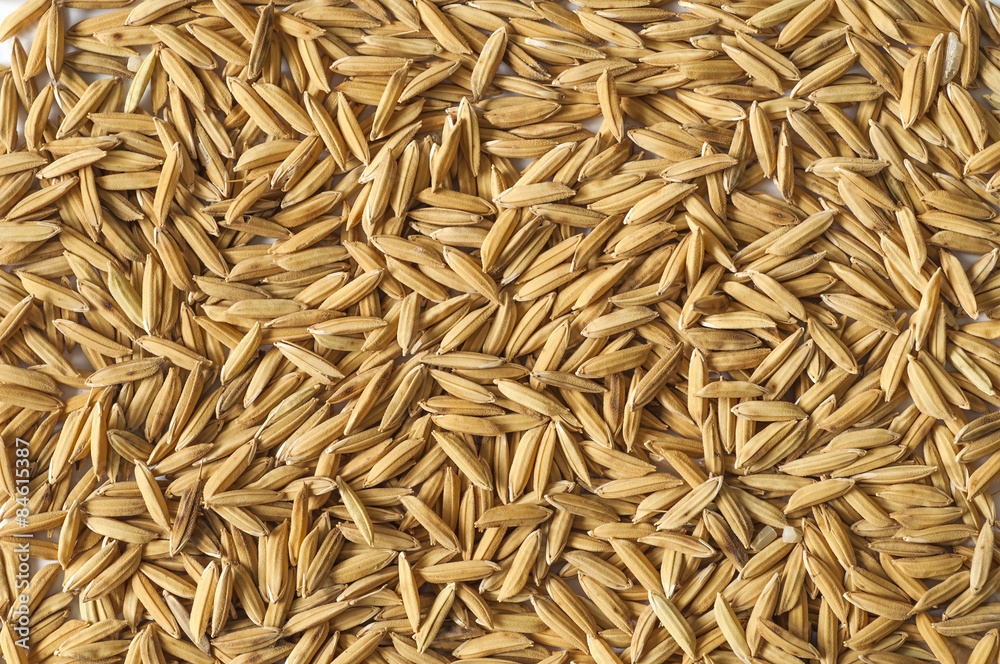 Brown paddy rice. Brown paddy rice.