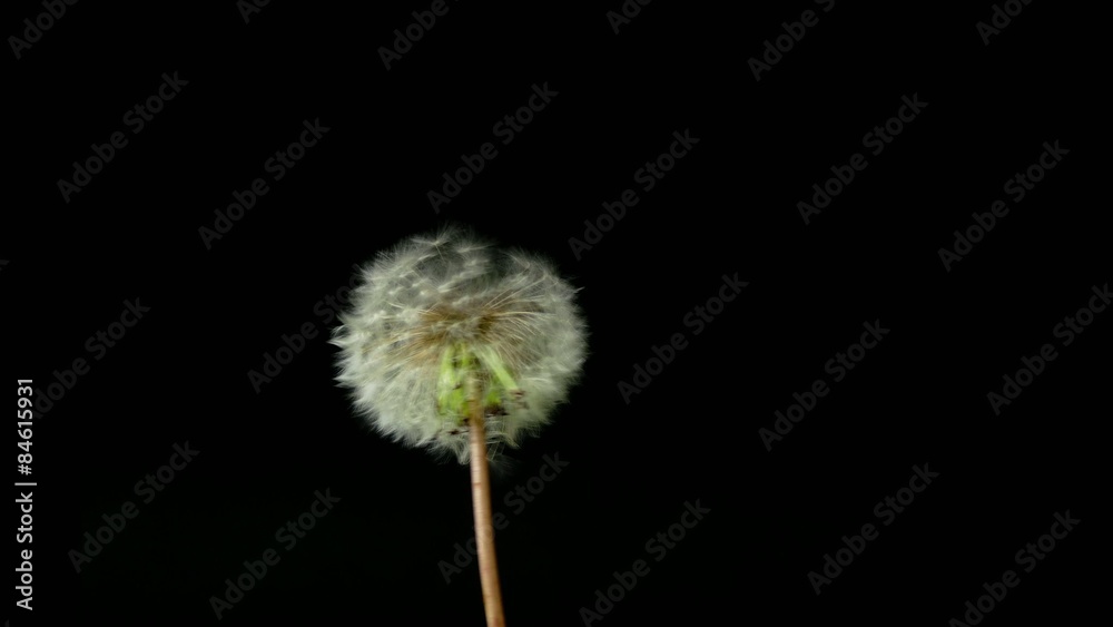 dandelion isolated on black background dandelion isolated on black background
