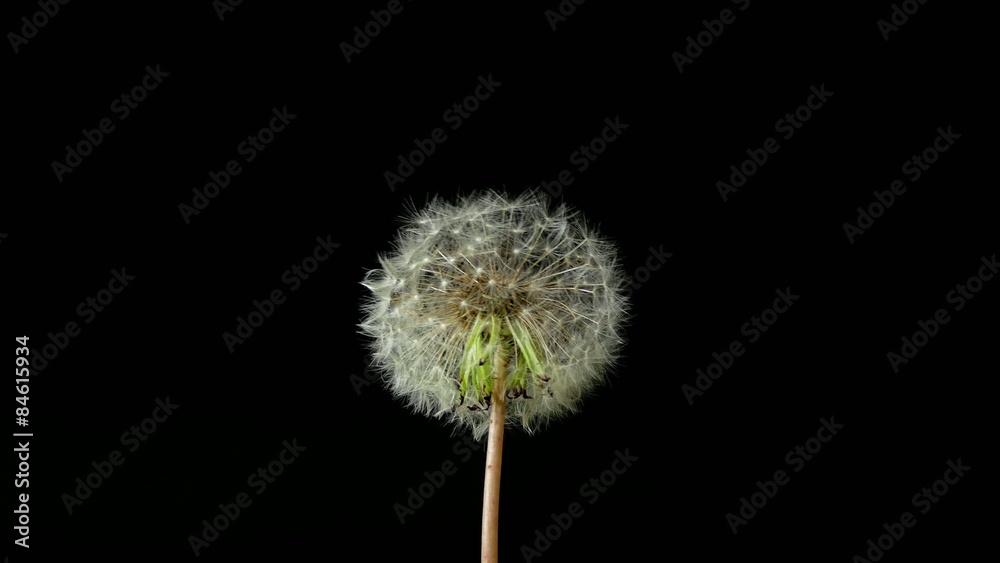 dandelion isolated on black background dandelion isolated on black background