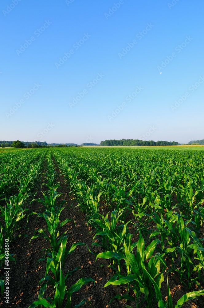 Green corn field in the morning