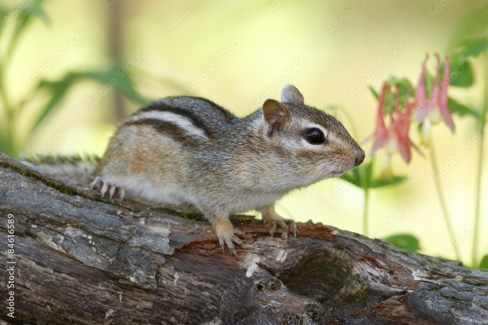 Eastern chipmunk (Tamias striatus) on a log next to a patch of Wild Columbine - Pinery Provincial Park, Ontario, Canada Eastern chipmunk (Tamias striatus) on a log next to a patch of Wild Columbine - Pinery Provincial Park, Ontario, Canada