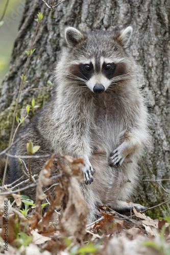 A mother Raccoon (Procyon lotor) stands on her hind legs in a deciduous forest - Ontario, Canada © Brian Lasenby