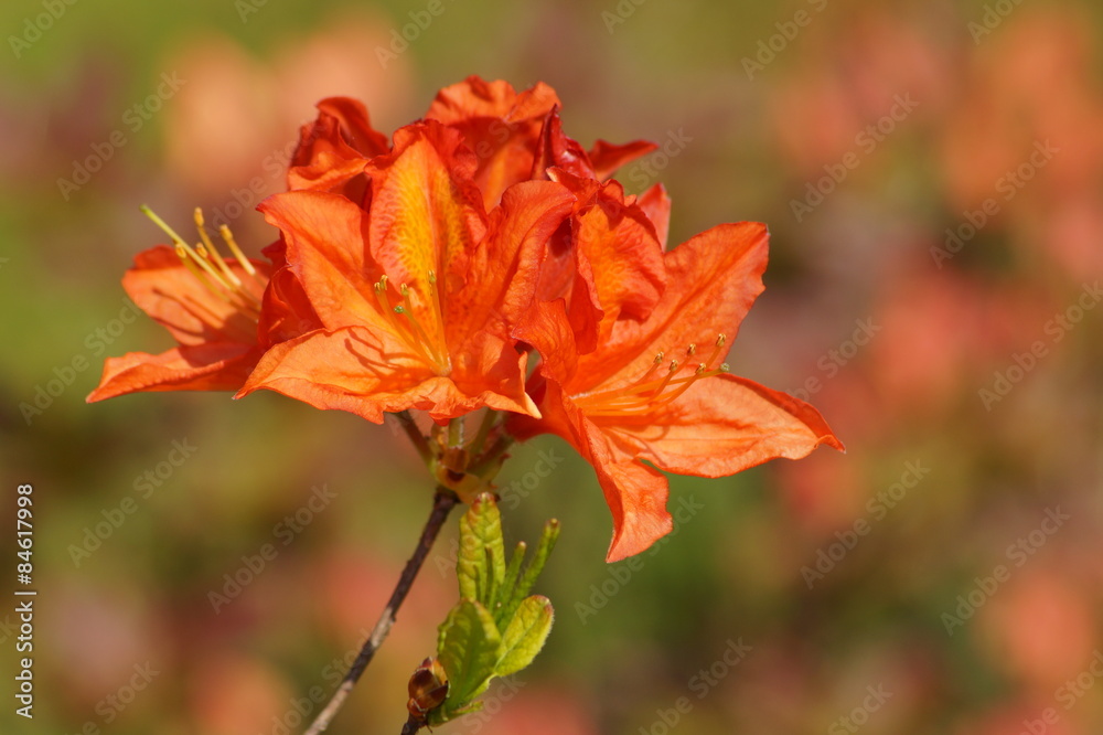 blooming azaleas and rhododendrons in the garden
blooming azaleas and rhododendrons in the garden