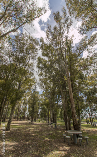 View of a park with eucalyptus trees against a blue sky with white clouds.