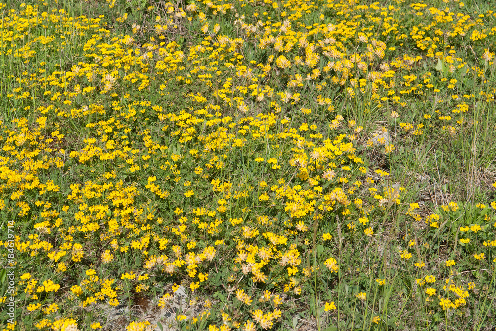 meadow with yellow flowers