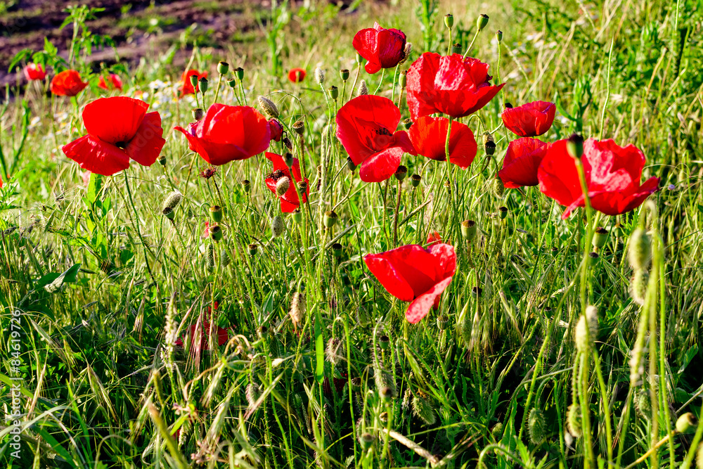 Obraz premium Sunlit poppies