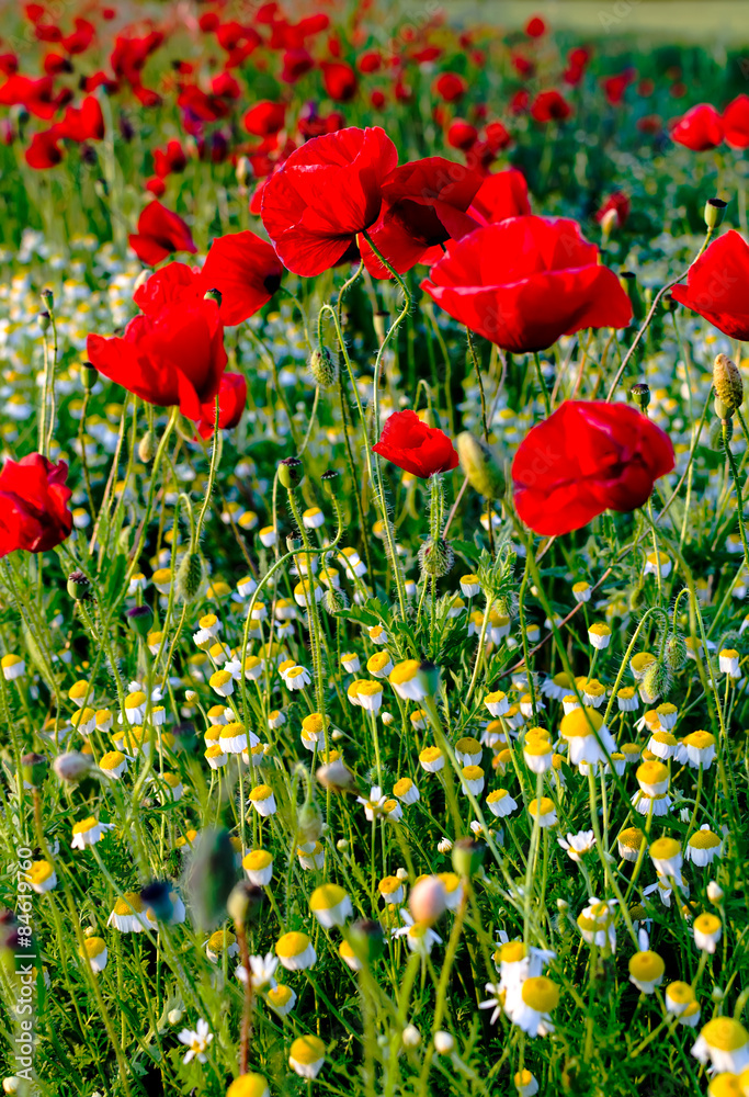 Fototapeta premium Poppies and camomiles
