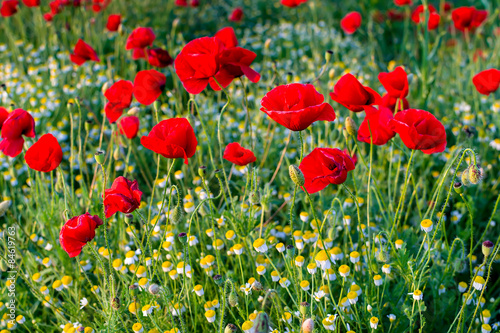 Poppies and camomiles