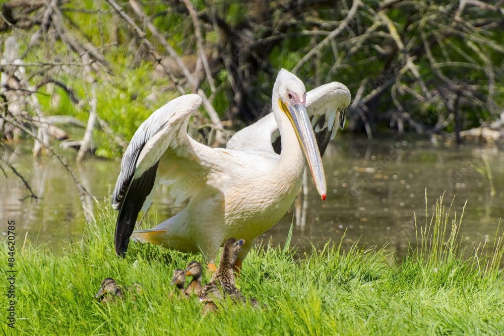 Obraz premium Great white pelican (Pelecanus onocrotalus)
