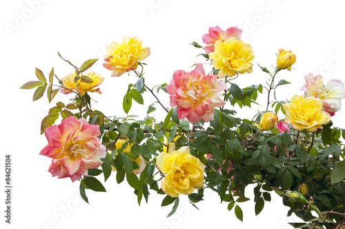 pink and yellow rose bush