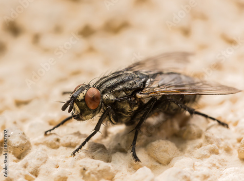 Close up of house fly on orange backgrpund
