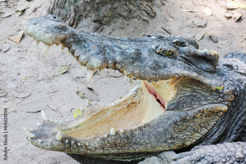 Obraz premium Crocodile's mouth