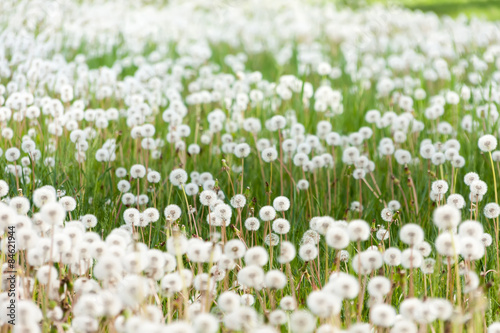 Field of dandelions