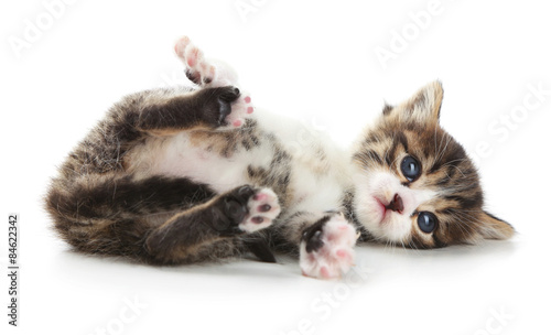 Cute little kitten, isolated on white