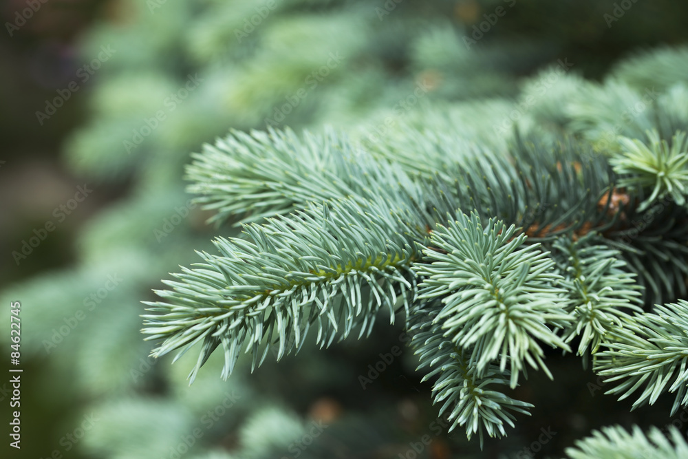 Blue spruce branches on a green background Blue spruce branches on a green background