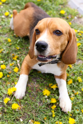 Funny cute dog in park